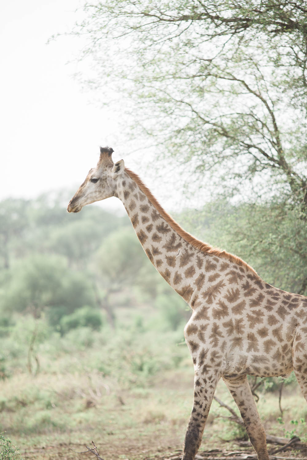 McKenna_Bleu_Fashion_Blog_Travel_South_Africa_Lions_sands_Kruger_Park_photo-394